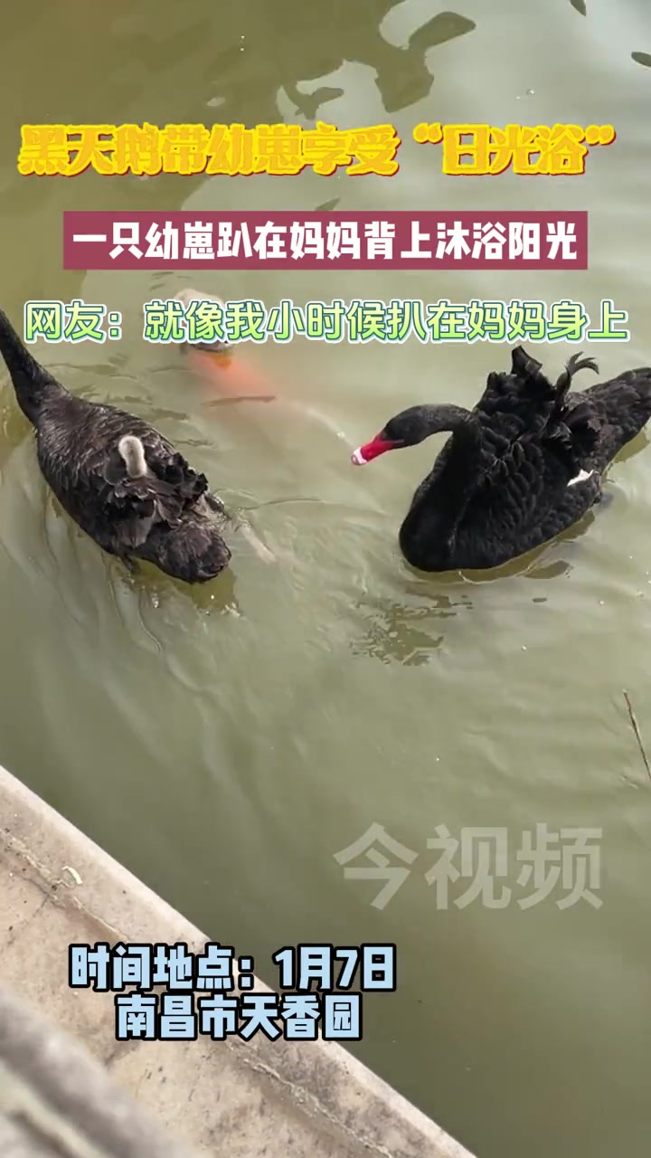 黑天鹅 带幼崽享受“日光浴”!天鹅宝宝