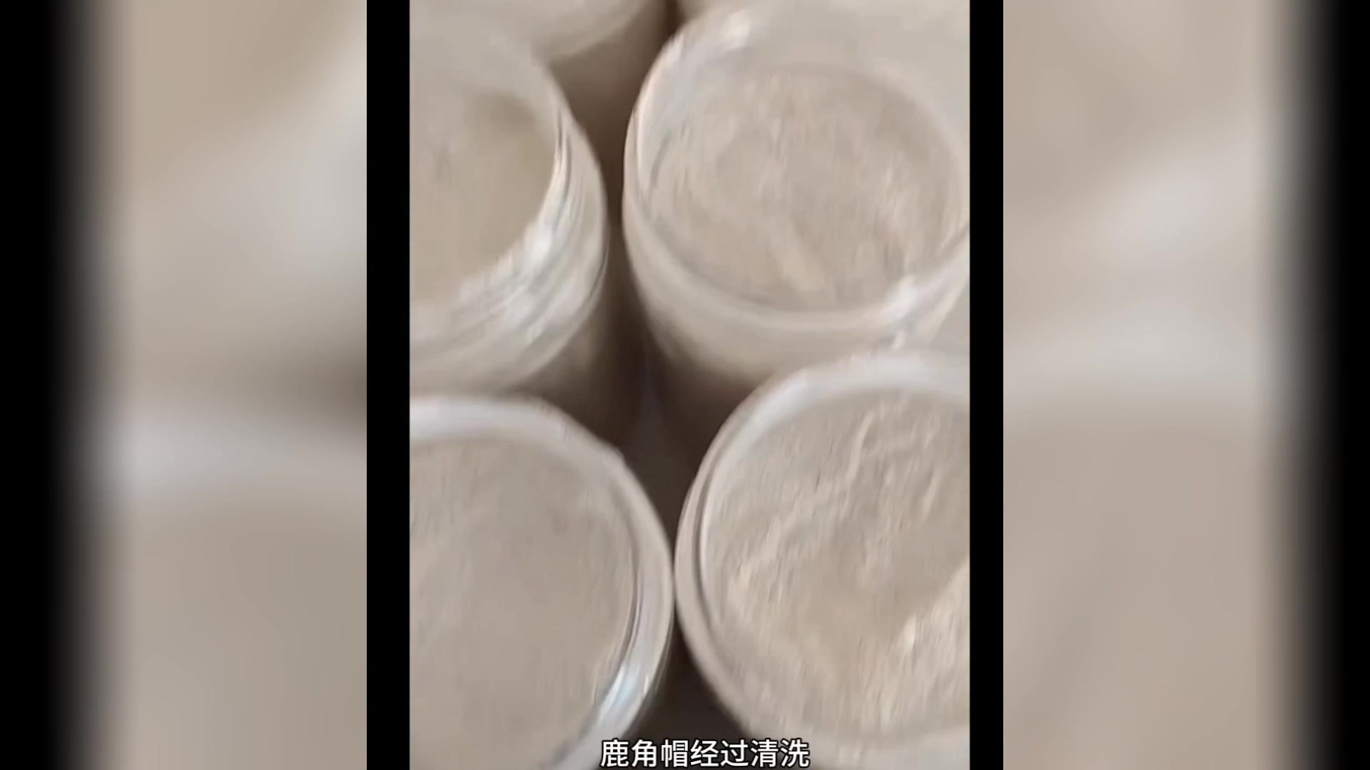 鹿角帽是什么作用?怎么吃鹿角帽粉好?