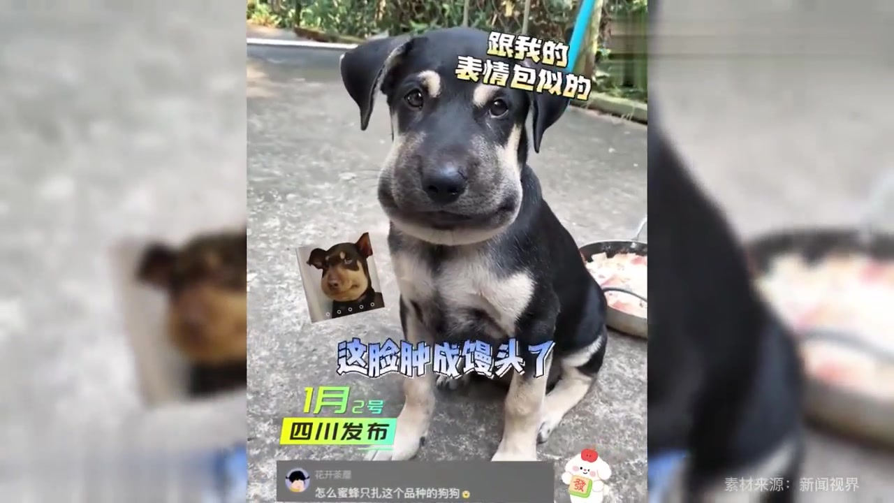 被蜜蜂蜇了的小狗狗,小脸肿成个大馒头