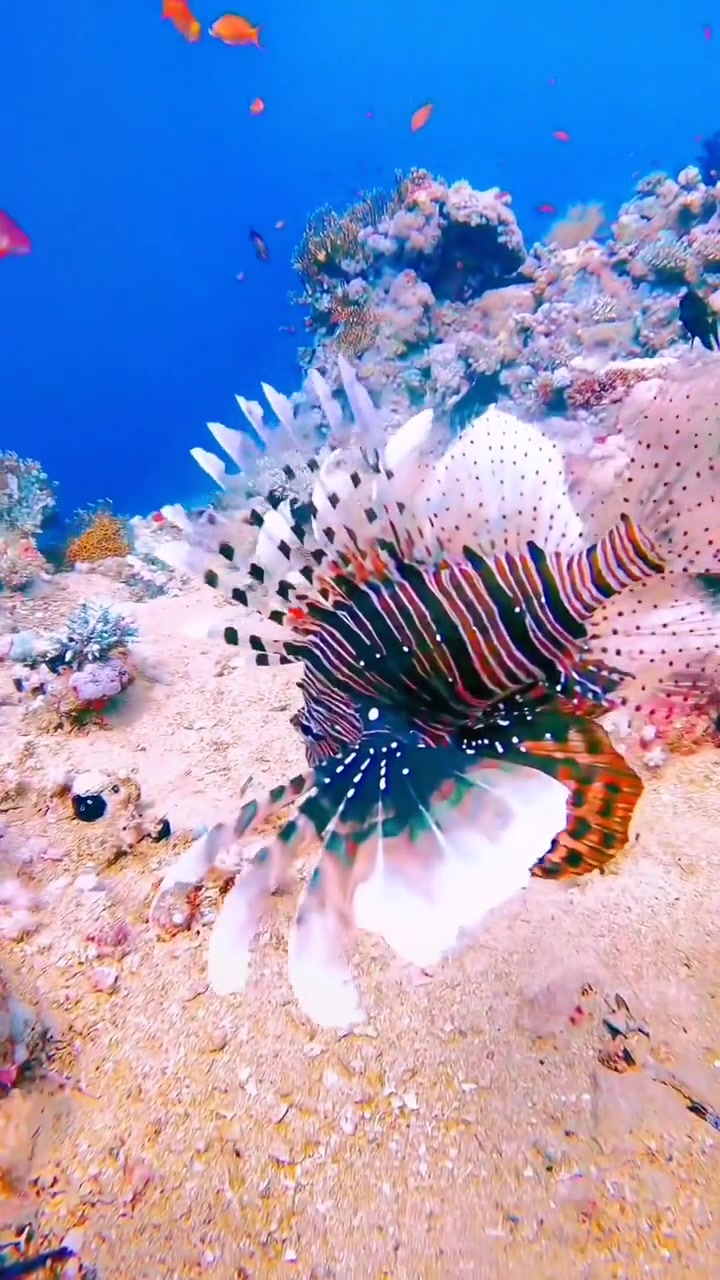 美丽的狮子鱼 奇妙的海洋生物 海底世界 海洋生物