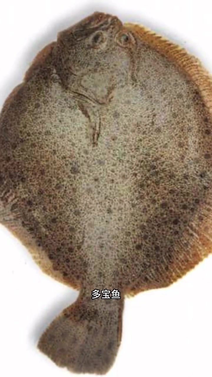 比目鱼有好多种,在我国内常见的这几种偏口你认识吗?石浆鱼 小嘴鱼 长脖鱼 鼓眼鱼 牙鲆鱼哪
