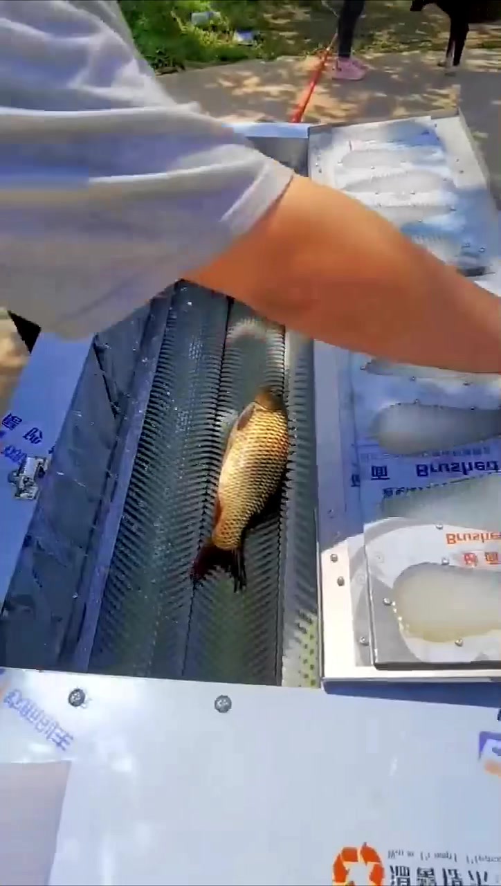 水产市场福音全自动去鱼鳞机,冬天去鱼鳞不冻手了
