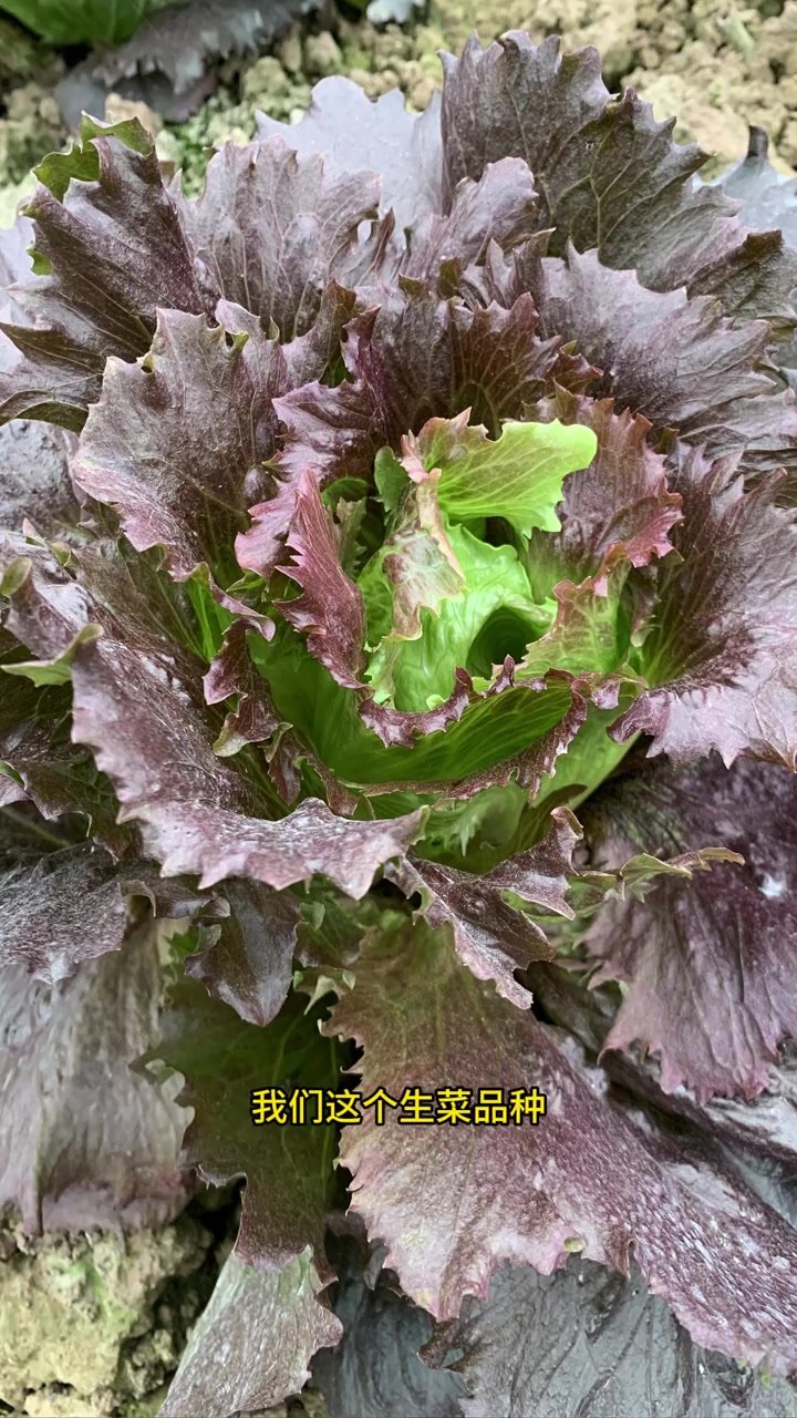 紫金色生菜介绍 最近紫色蔬菜比较多,又来一个紫金色的生产,与其他紫色蔬菜有相同点,又有差异