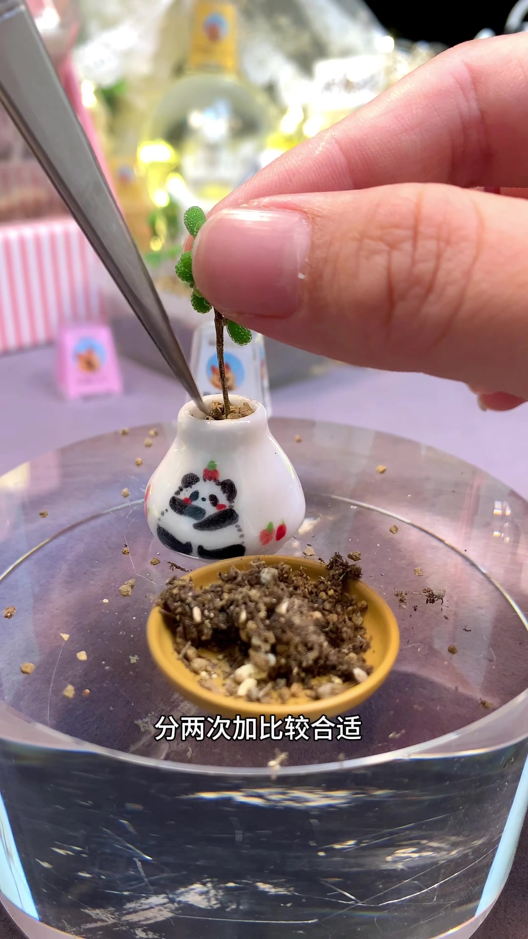 爱熊猫花花的多肉姐妹看过来