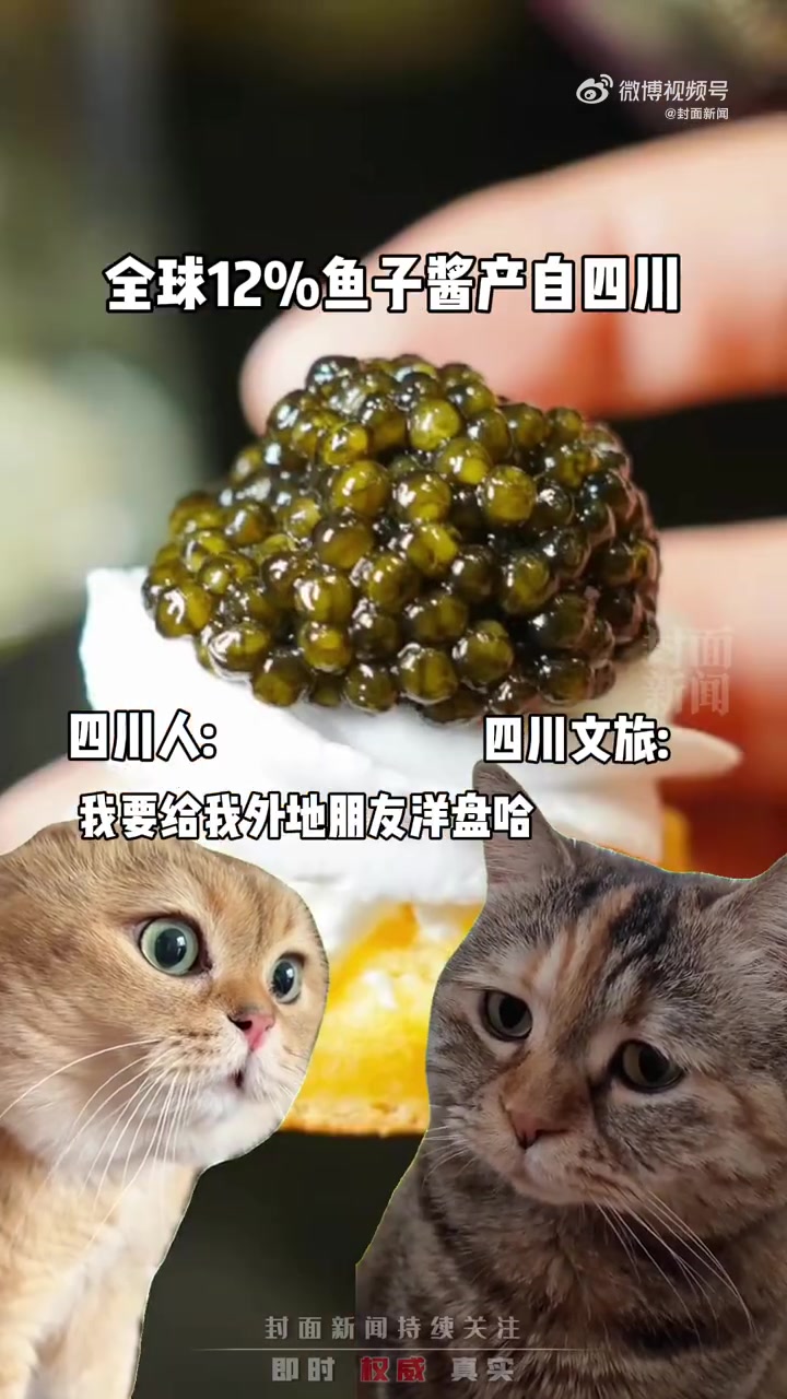 「居然产鱼子酱!给尔滨回礼时才知道川川有多陌生」为感谢尔滨照顾“小熊猫”,四川文旅在线征集
