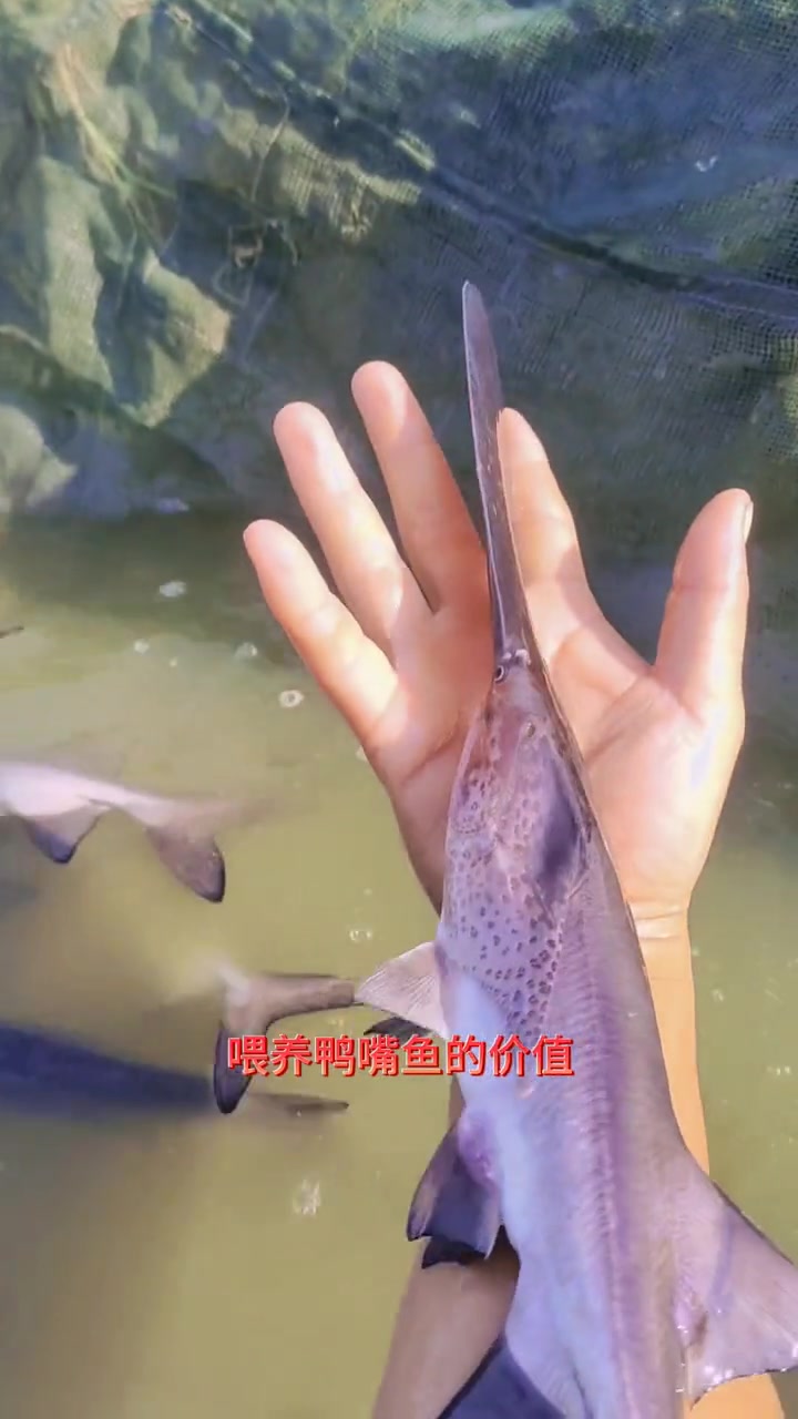 现货鸭嘴鱼苗2两到一斤有货。鸭嘴鱼,适合于水库、湖泊和池塘等水域养殖。养鱼 鸭嘴鱼 三农 