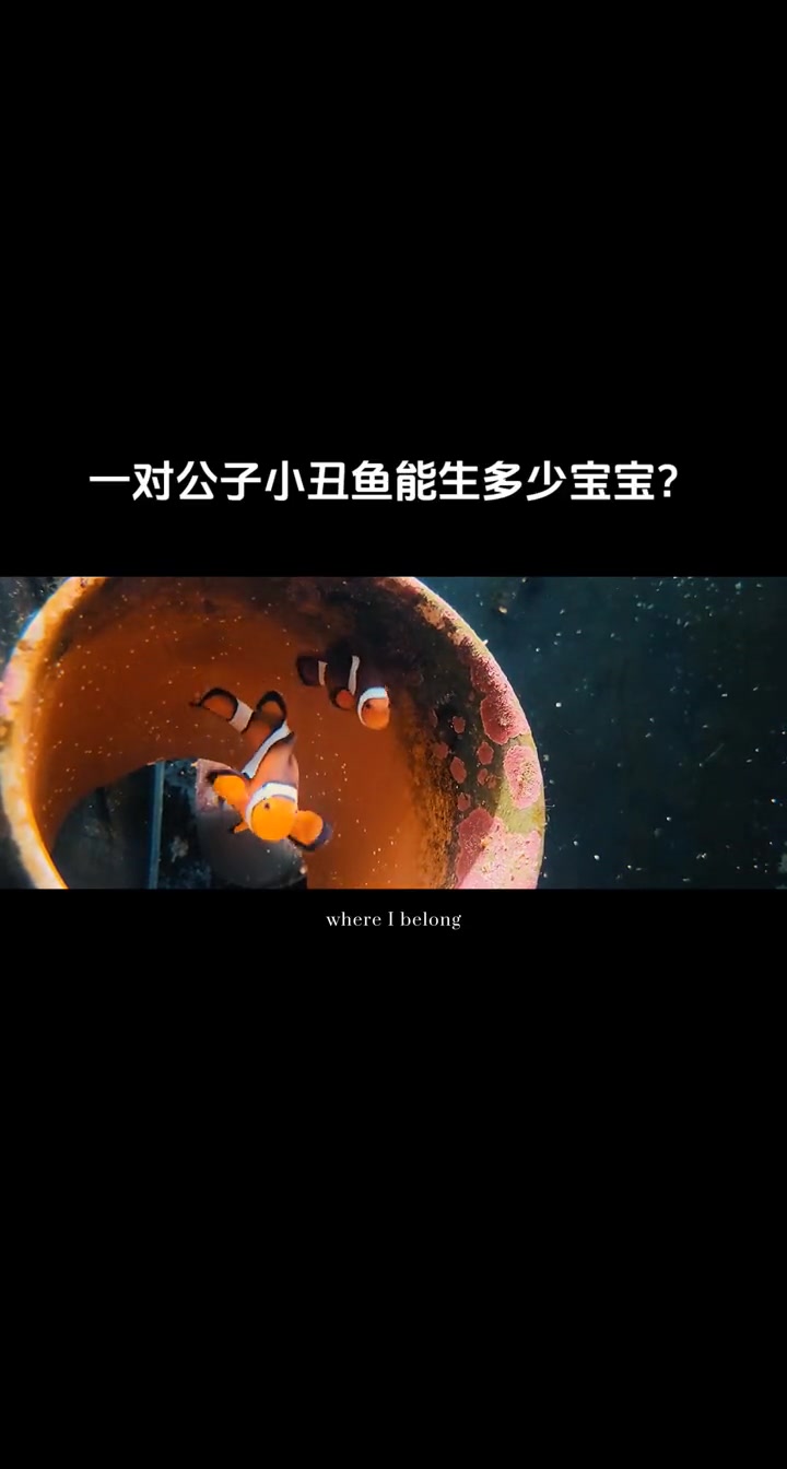 一对公子到底能生多少宝宝?小丑鱼繁殖 海缸趣事 海缸 海水鱼 海水鱼珊瑚