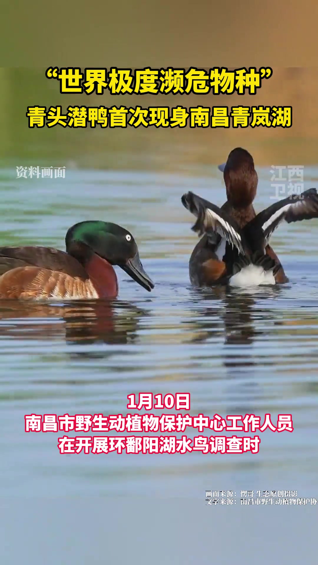 被誉为“鸟中大熊猫”的青头潜鸭首次现身南昌青岚湖水域!江西生态越来越好了~ 保护动物 罕见