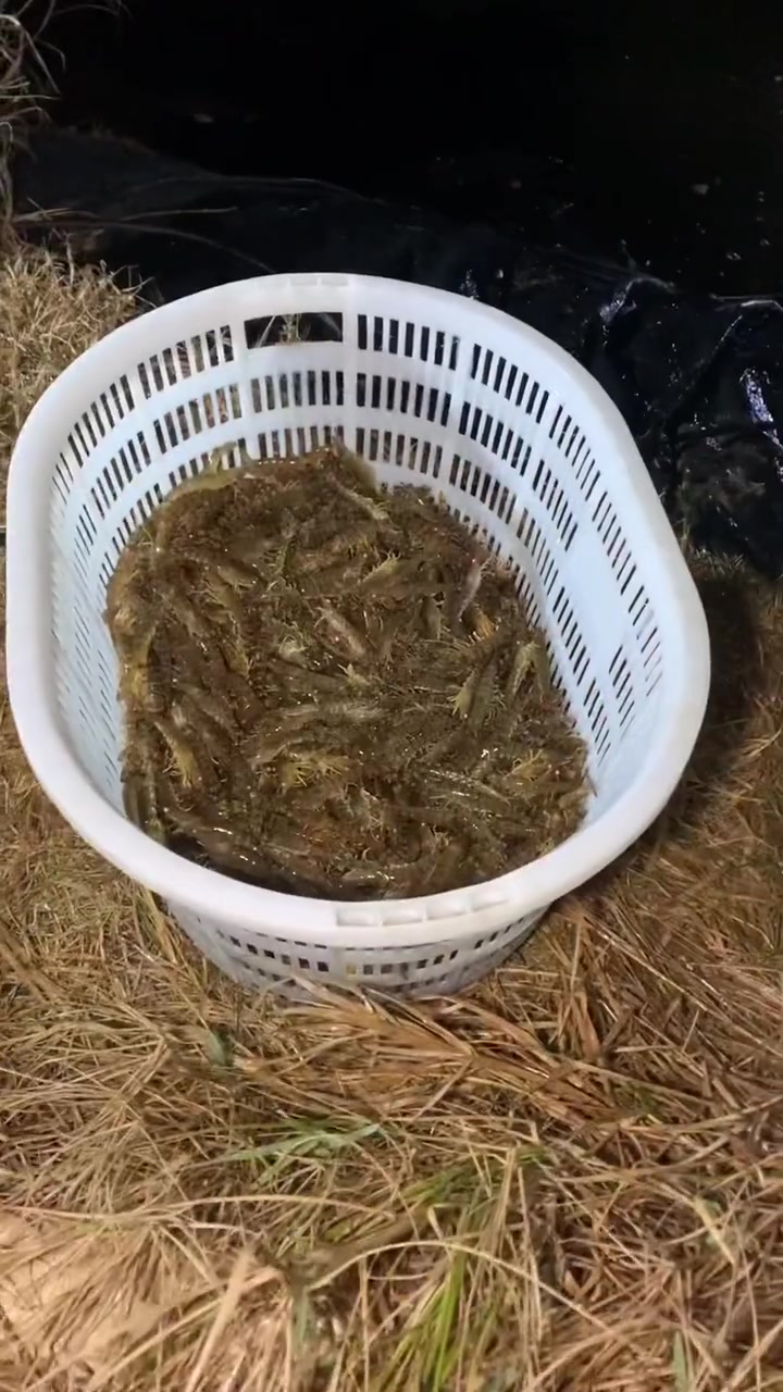 今晚再出1000斤花虾,今天价格多了几块,养殖人真不容易,每天提心吊胆 南三渔小夫赶海 花