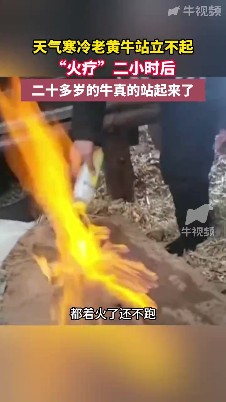 「20多岁的老黄牛做了火疗站起来了」日前,哈尔滨市宾县胜利镇的养殖户老张家的两头老黄牛趴窝