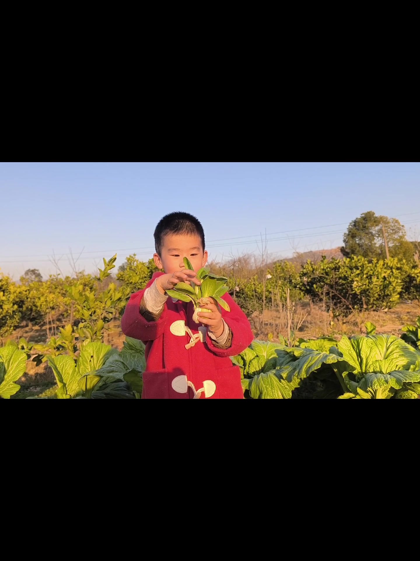 vlog奶奶的菜园子/自学画画(24/100)