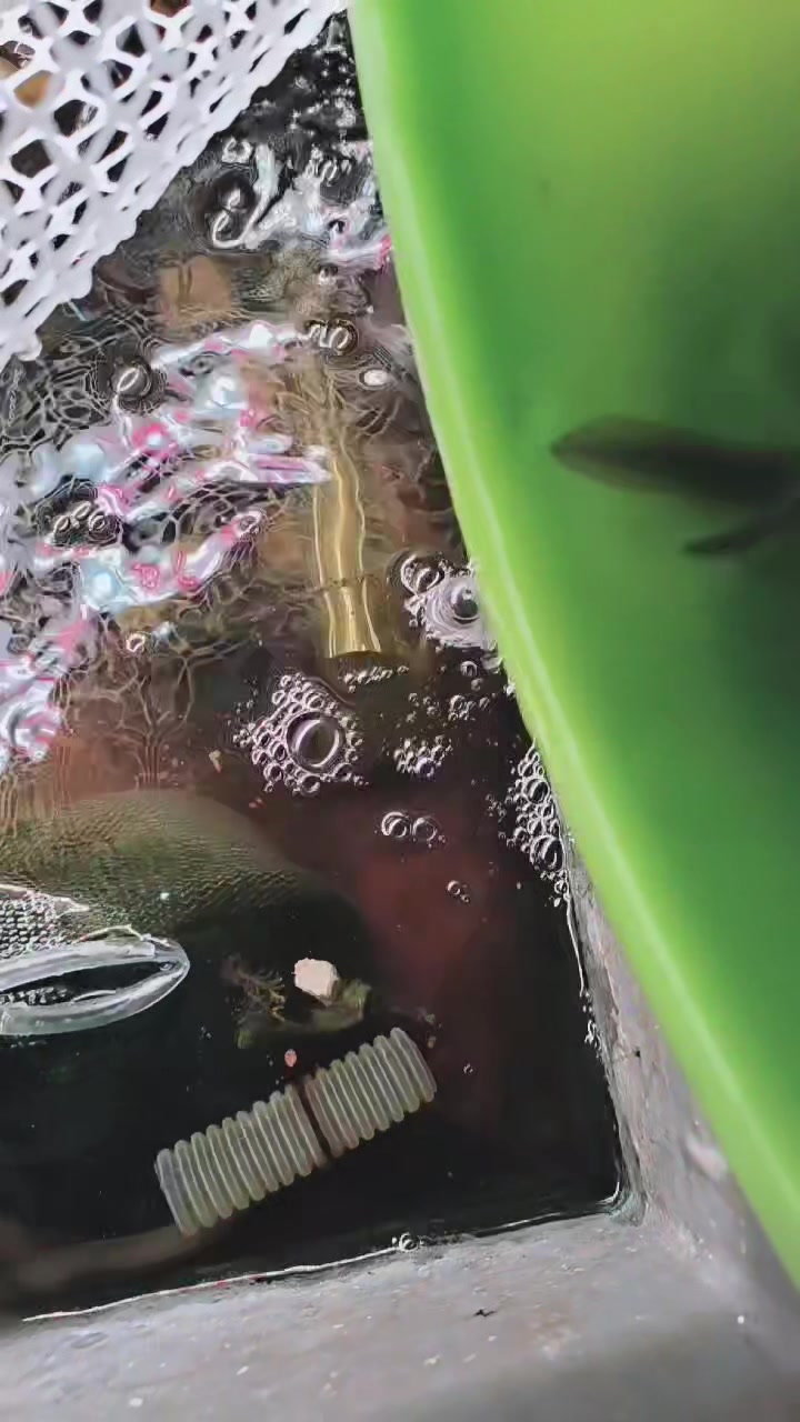 新进十条鳗鱼苗试养