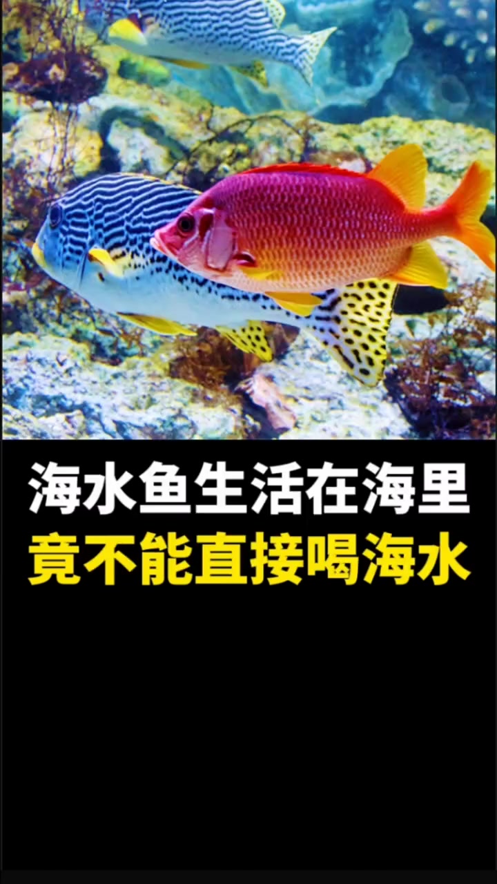 海水鱼生活在海里,竟不能直接喝海水