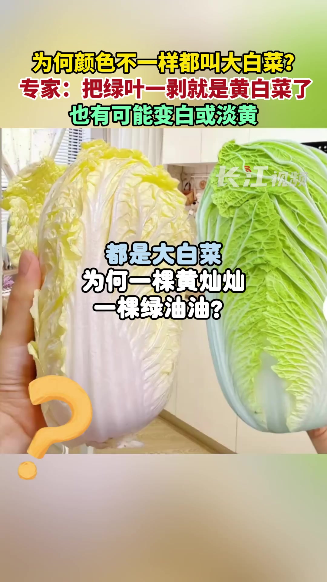 为何颜色不一样都叫大白菜?专家:把绿叶一剥就是黄白菜了,也有可能变白或淡黄