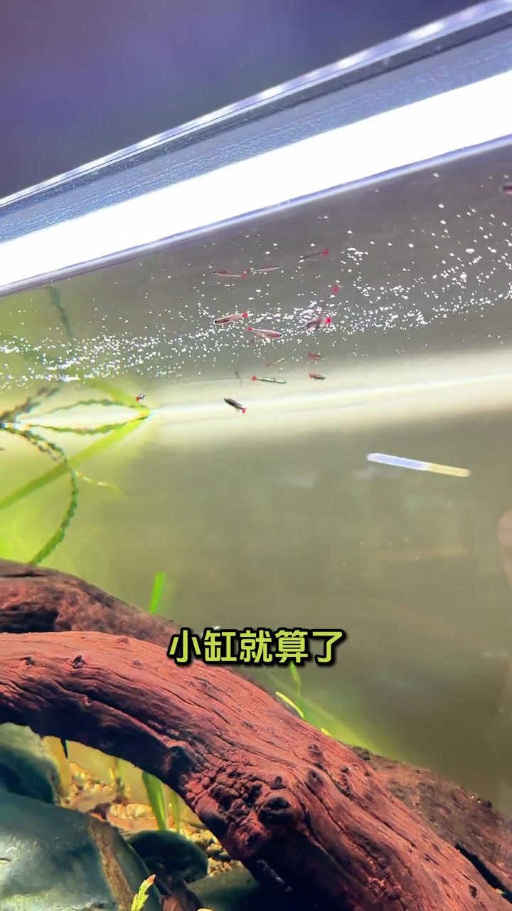 鱼缸水面油膜如何产生的,原因很多,但是清除油膜,却很简单!鱼缸除油膜 水族器材 鱼缸 养鱼