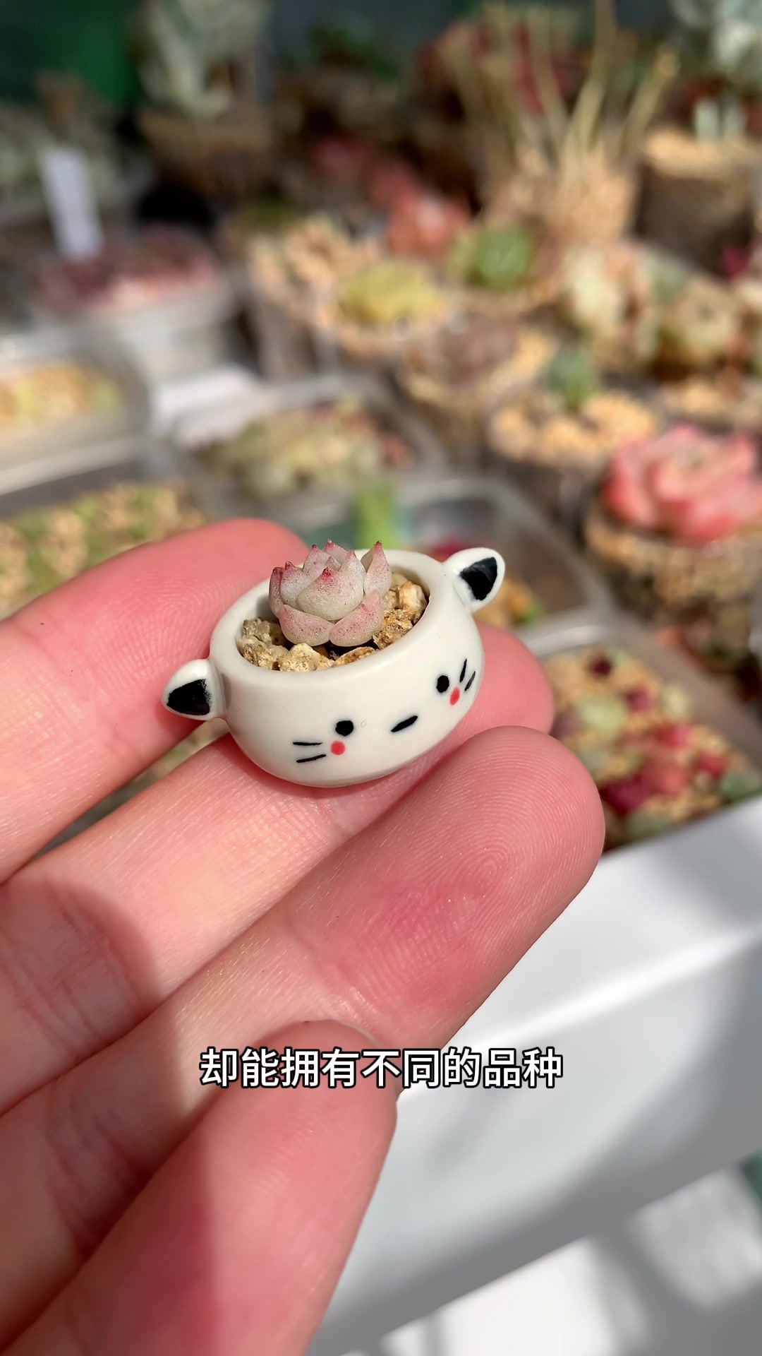 还是养小多肉的快乐