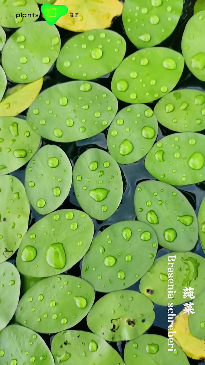绿图每日植物:莼菜你在生活中见过莼菜吗?植物 治愈 绿化 苗木 园林植物