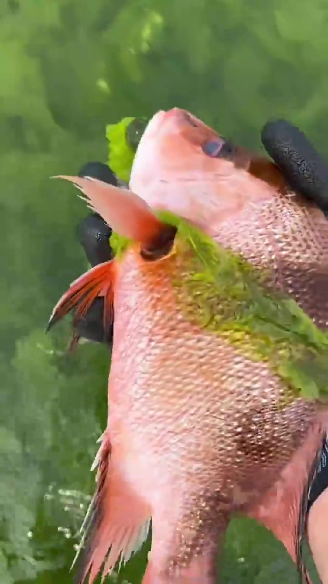 赶海日记:那么大的波士顿龙虾,你们见过吗?