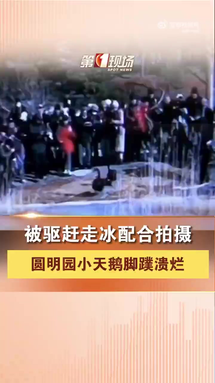 「圆明园小天鹅被迫走冰致脚蹼溃烂,请别再为拍照驱赶它们了!「发怒」」据媒体报道,近日,在圆