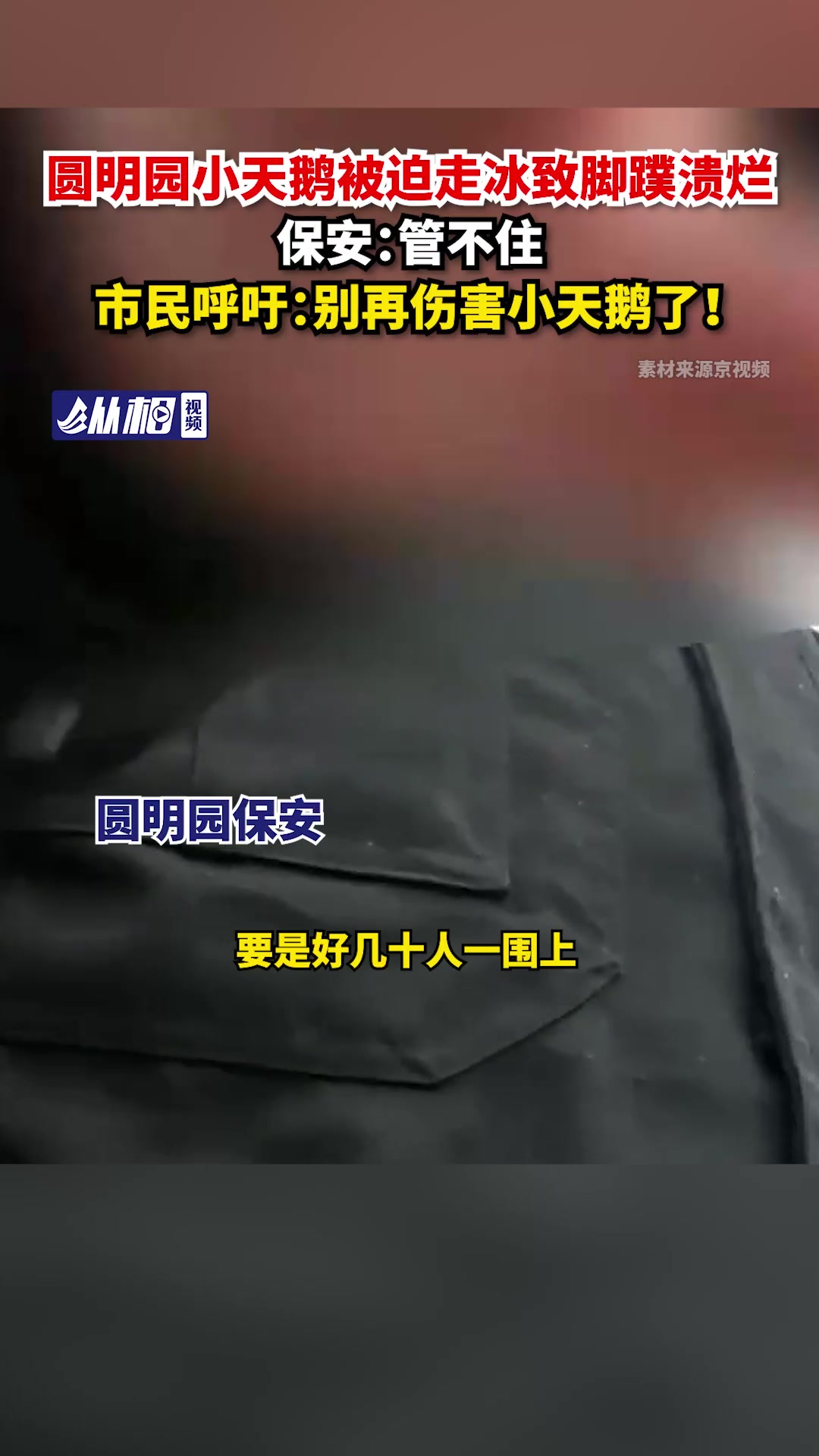 圆明园小天鹅被迫走冰致脚蹼溃烂,保安:管不住,市民呼吁:别再伤害小天鹅了!