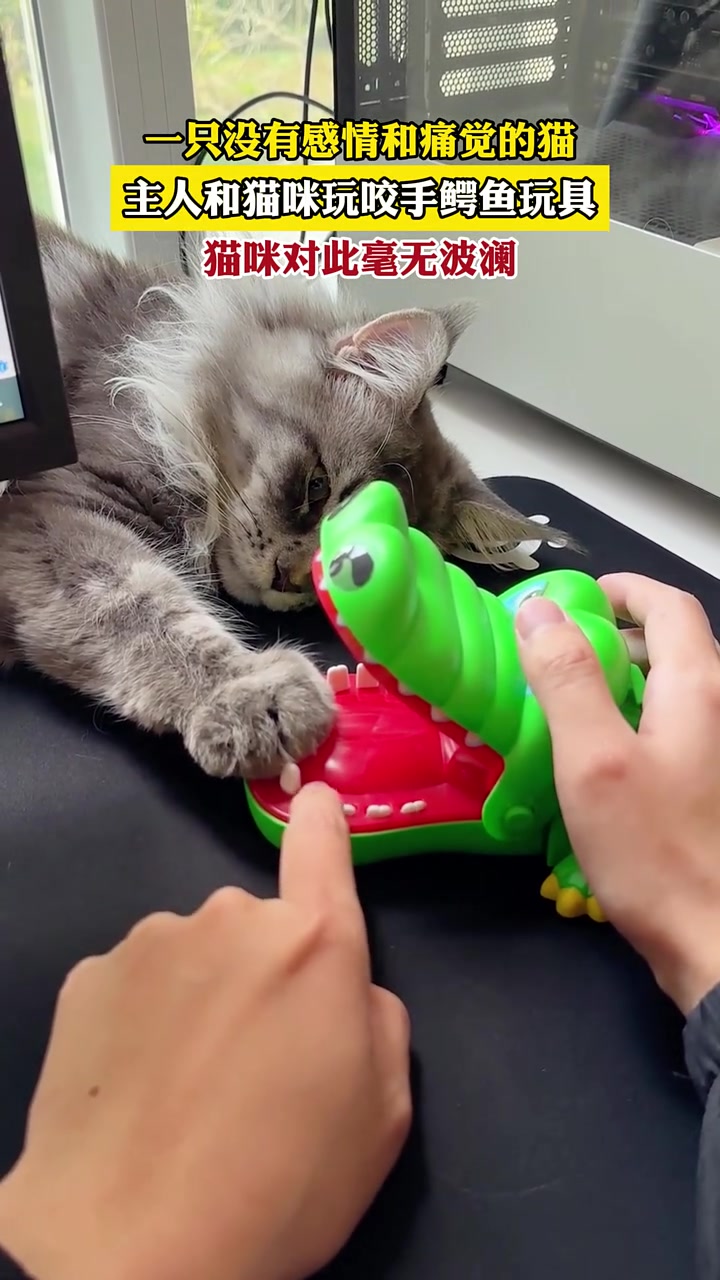 主人和猫咪玩咬手鳄鱼玩具,猫咪对此毫无波澜