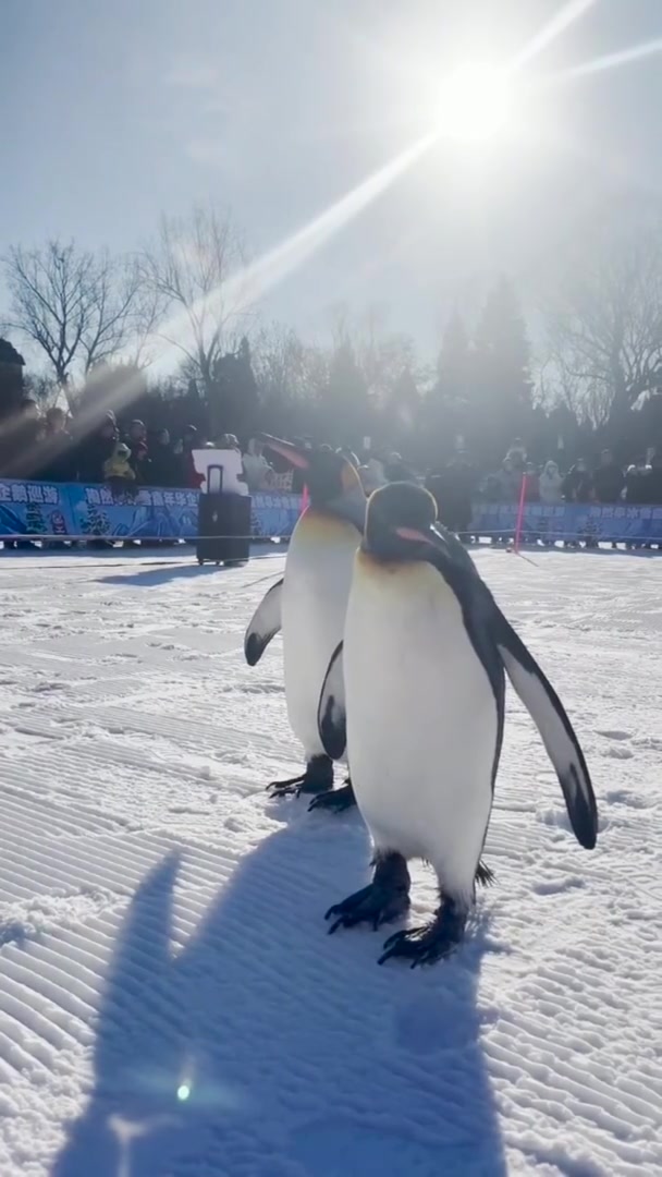 「北京陶然亭打卡可爱小企鹅」近日,北京市陶然亭公园,企鹅巡游活动受到游客欢迎。一群可爱小企