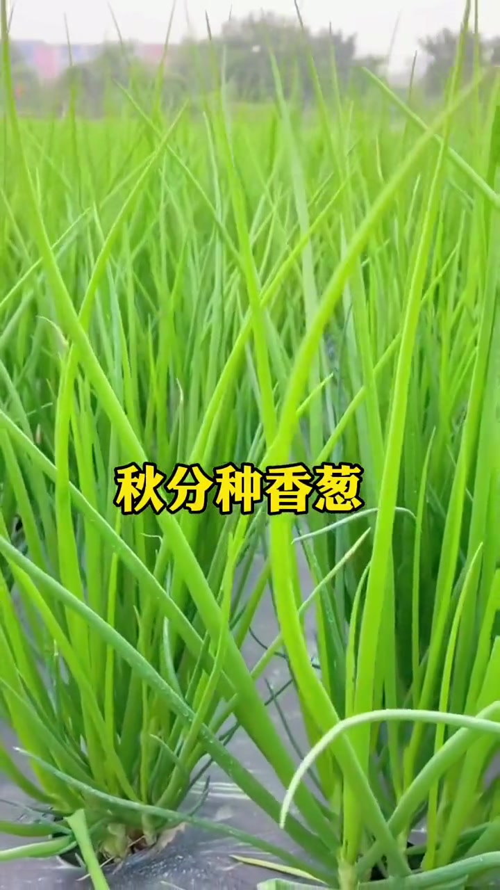 24节气种菜口诀,家家户户要知道!