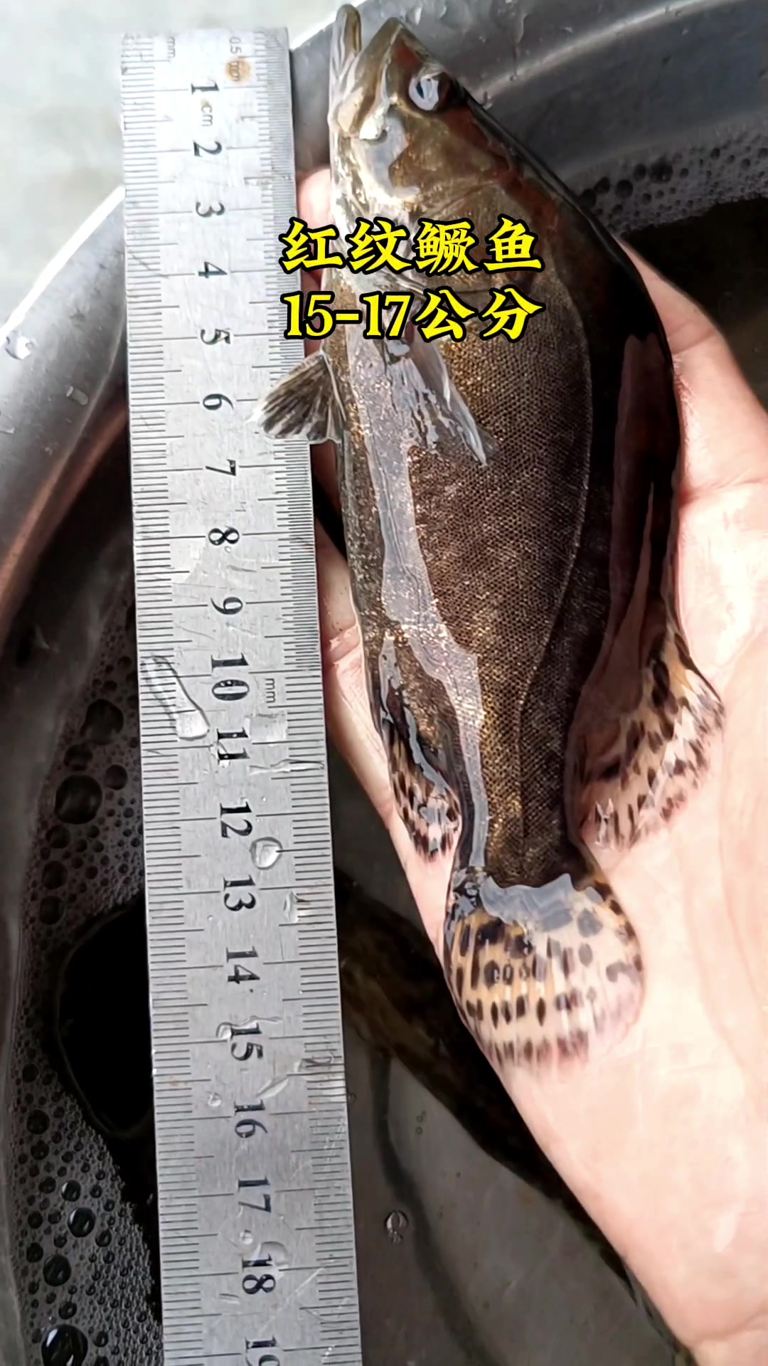 大规格红纹鳜鱼桂花鱼鲑鱼苗鳌花鱼苗