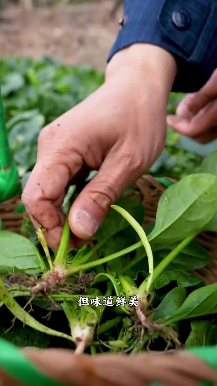 「宁波年味,上线」食尚小布 连通区县 宁式蛋饺菠菜粉丝汤是一道经典年菜。宁波人认为,蛋饺形