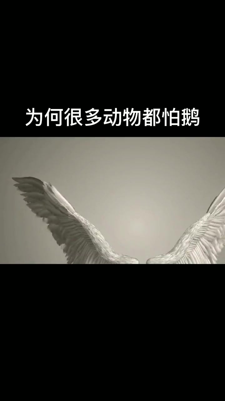 为何很多动物都怕鹅,鹅嘴巴的倒刺吓人,如同老鹰捕食 鹅 动物 倒刺