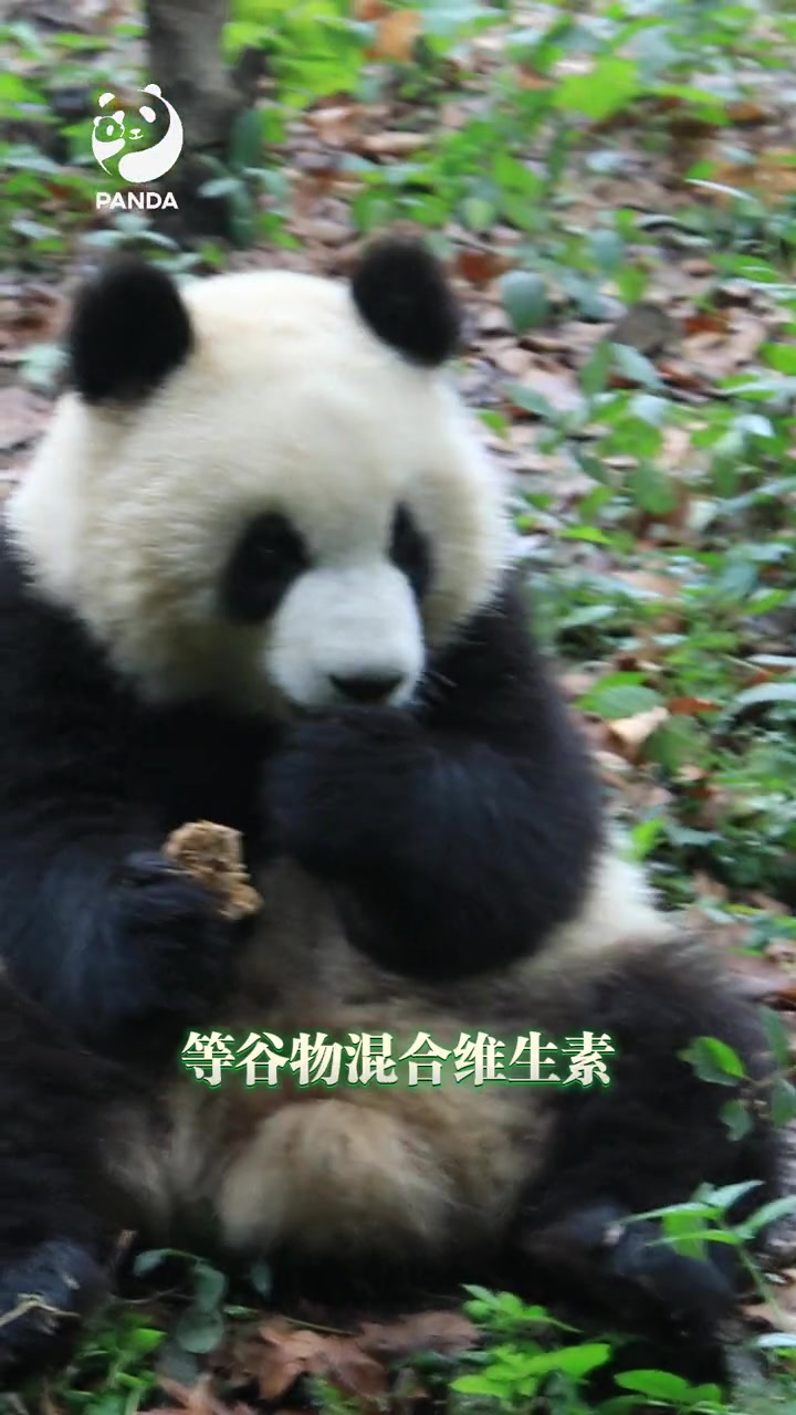 熊猫食物知多少 想知道大熊猫爱吃的窝窝头是什么做的吗?国宝的窝窝头制作秘方来啦,大家也可以