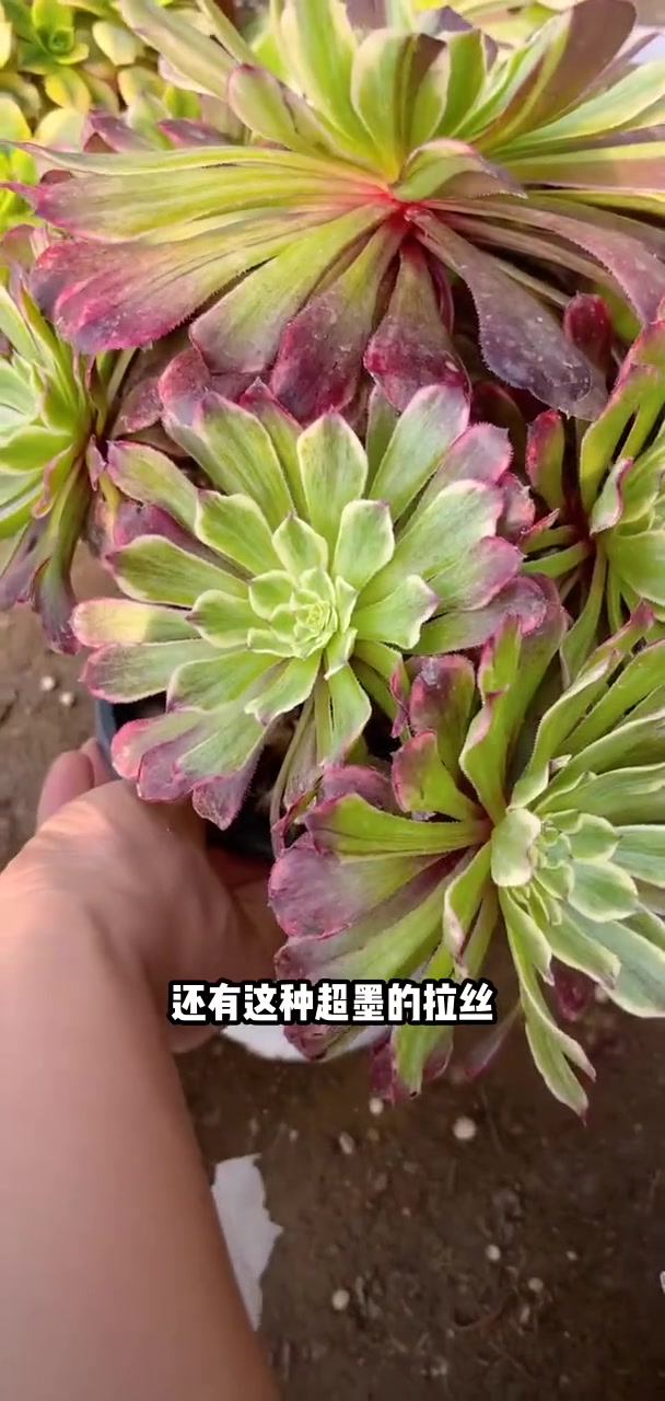 家人们冲啊!买它买它!多肉植物莲花掌系列舞天姬大老桩