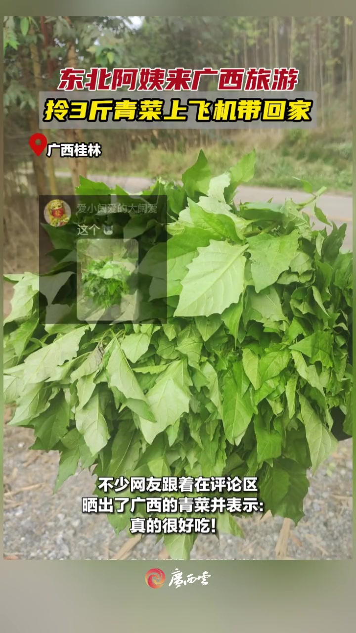 广西的青菜有多好吃?东北阿姨来广西旅游,拎3斤青菜上飞机带回家!网友:广西的青菜自带甜味!