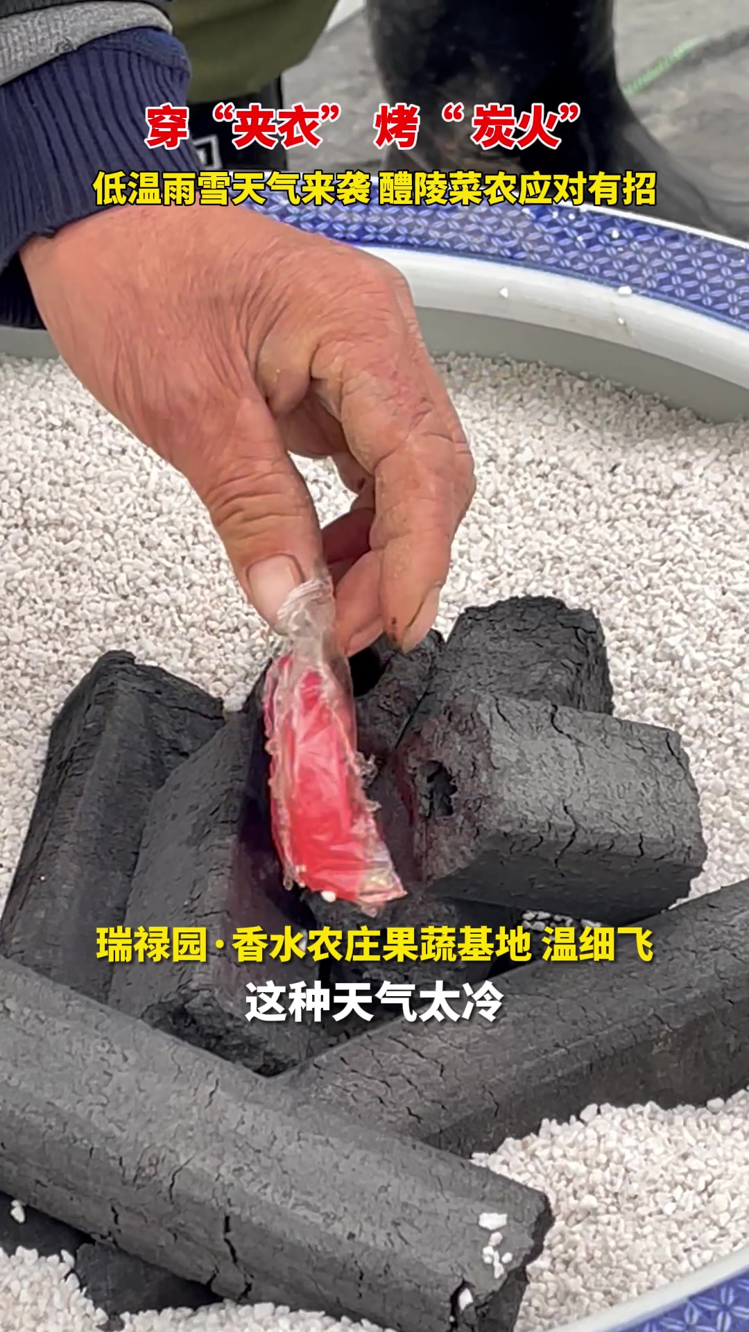 视频|低温雨雪天气来袭 醴陵菜农应对有招