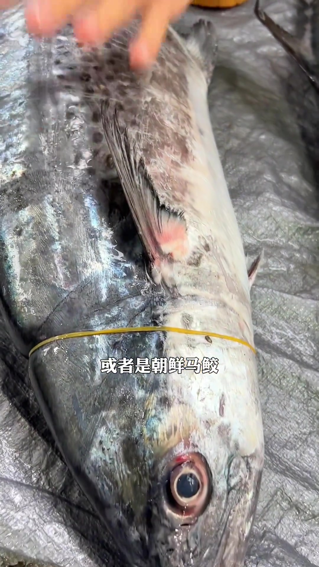 今天抓到了几条不同品种的马鲛鱼,大家一起看看认识不 马鲛鱼 海鲜原产地 渔民生活实拍