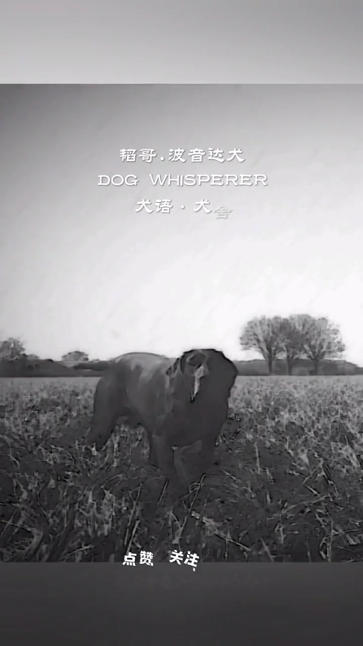 狗子的衔取训练原理。萌宠出道计划 狗子的心思都写在脸上了 训犬教程 新年吃饼逗趣多多 波音