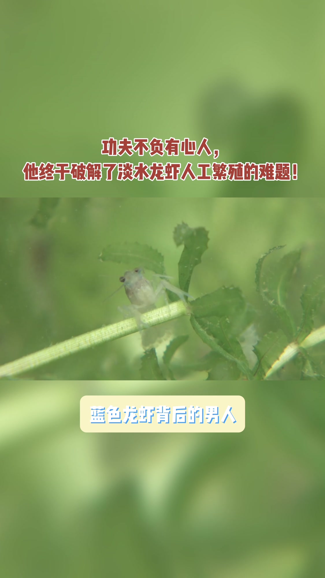功夫不负有心人,他终于破解了淡水龙虾人工养殖的难题!