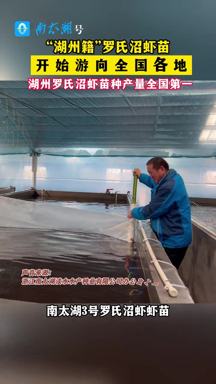 “湖州籍”罗氏沼虾苗开始游向全国各地(记者:陆晓芬 制作:小志)