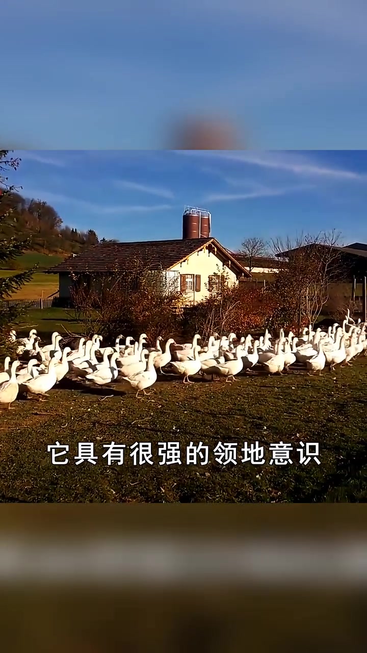 黄鼠狼天不怕地不怕,为什么偏偏怕大鹅?