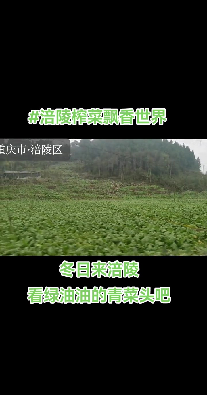 涪陵榨菜飘香世界 爱上涪陵岂止榨菜 年货剪映爆款模版 青菜头 二渡村 吃榨菜的灵魂拷问:你