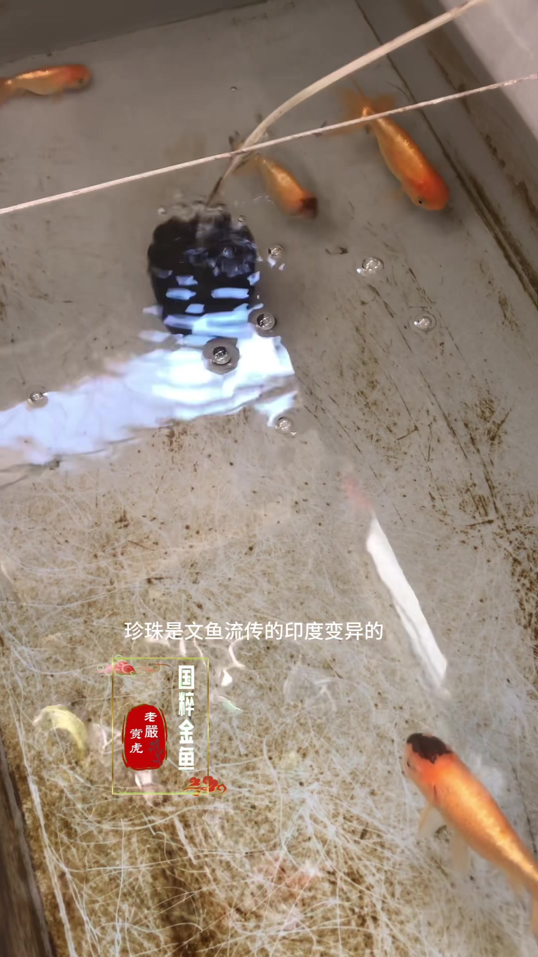 正确认识国粹金鱼