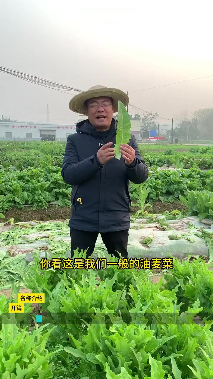 -丫丫-《甜油麦菜》介绍- 在这个平台推荐的蔬菜真不容易,为了让大家看我们的——丫丫——油