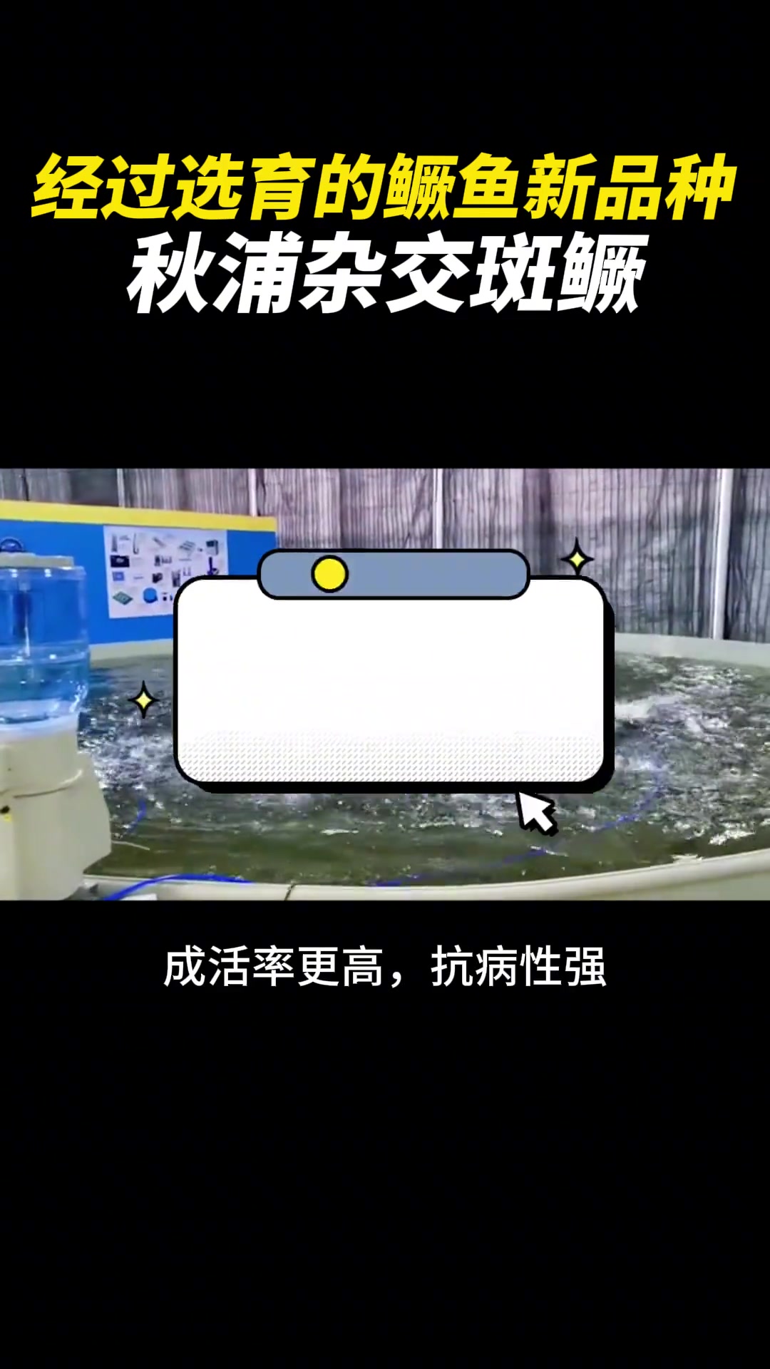 农业商机|经过选育的鳜鱼新品种——秋浦杂交斑鳜