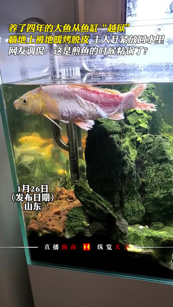 养了四年的大鱼从鱼缸“越狱”,躺地上被地暖烤脱皮,主人赶紧放回水里,网友调侃:这是煎鱼的时