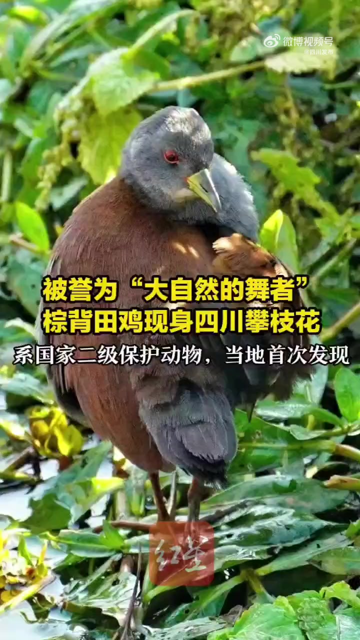 「首次!国家二级保护动物棕背田鸡现身攀枝花」从四川攀枝花市米易县相关部门获悉,近日,米易县