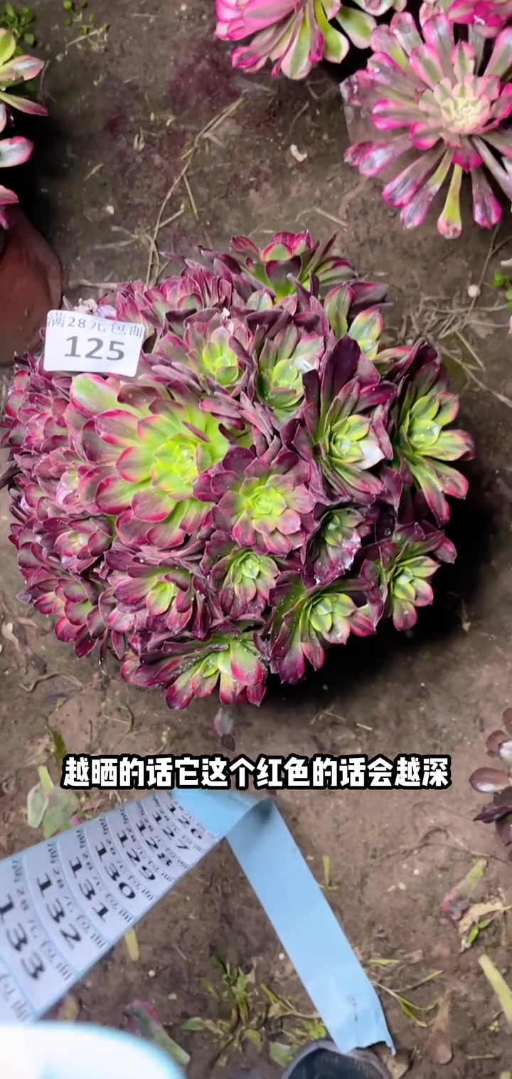 多肉植物莲花掌系列舞天姬大老桩宝宝们抓紧时间抢购吧!