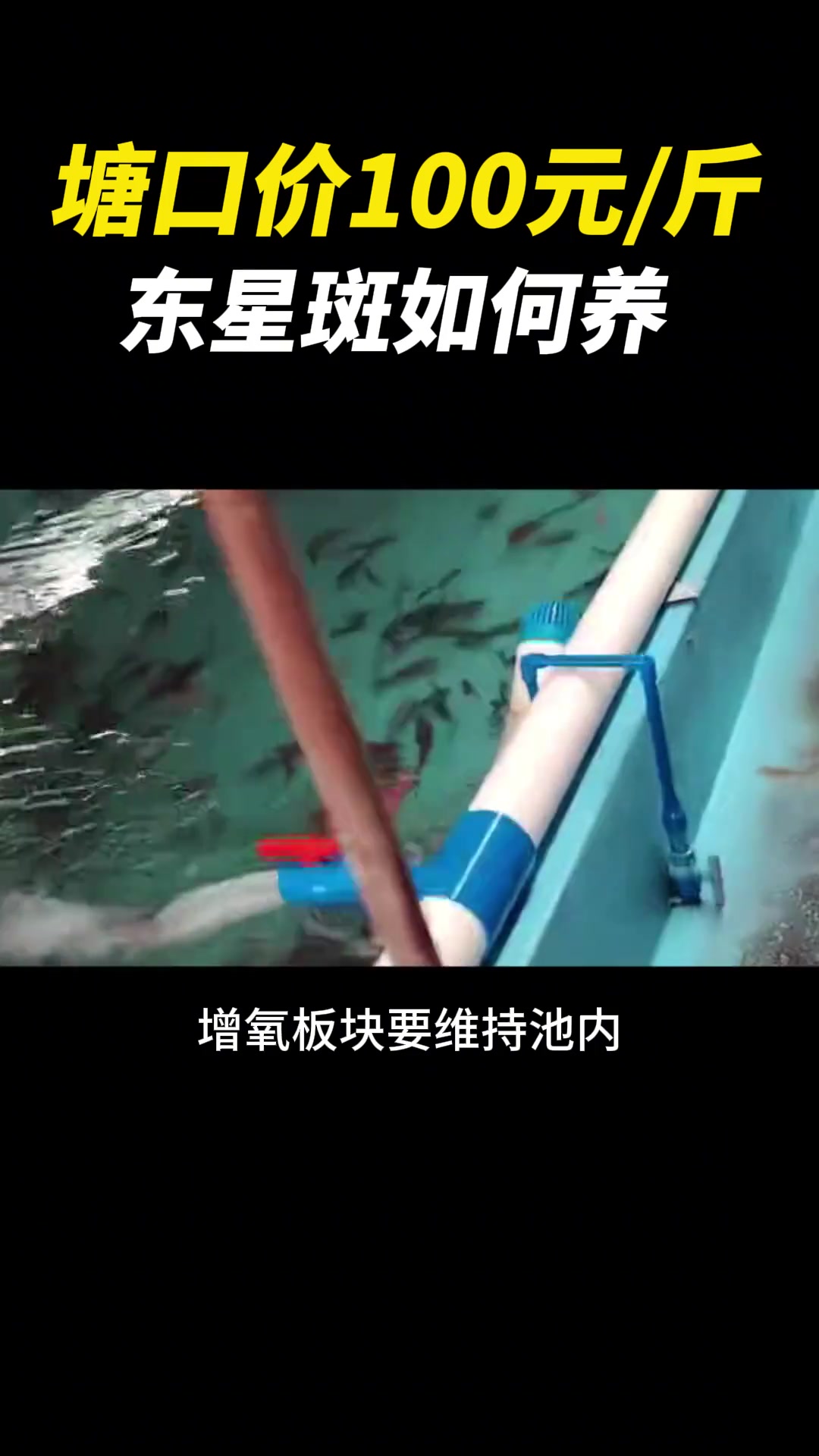 养殖品种|塘口价100元/斤,东星斑如何养