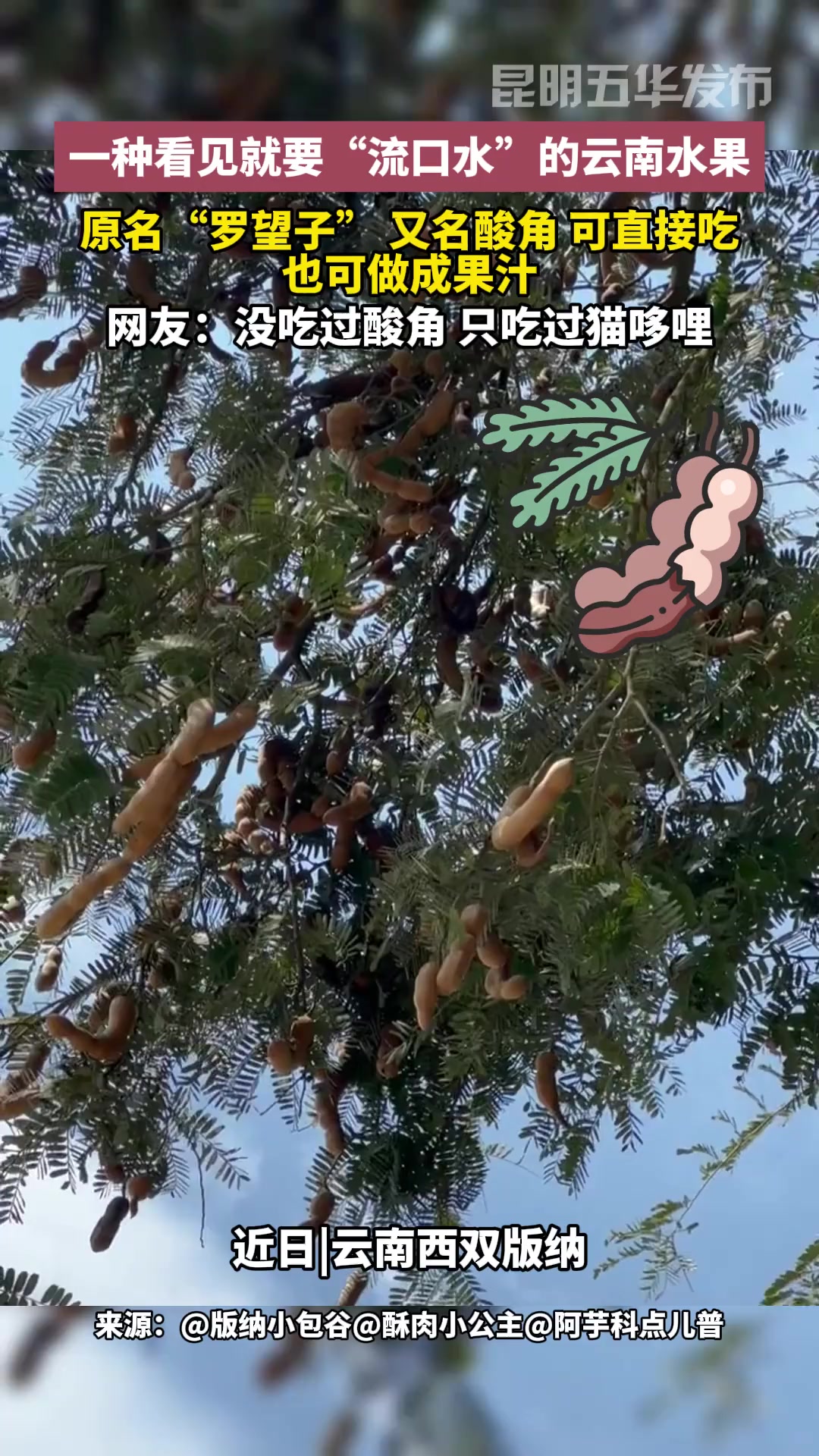 一种看见就要“流口水”的云南水果,原名“罗望子” 又名酸角 可直接吃也可做成果汁 酸角 大