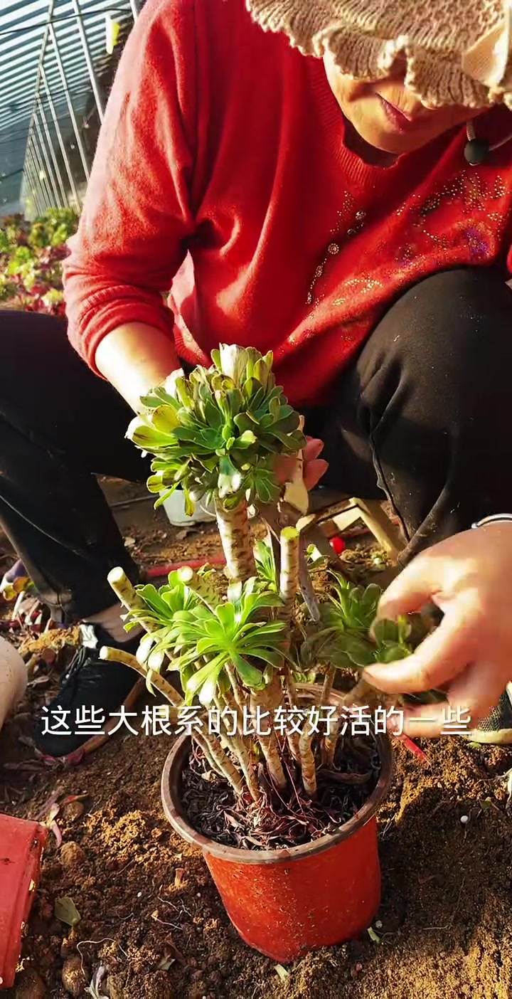 关注法师物语,带你学法师养护