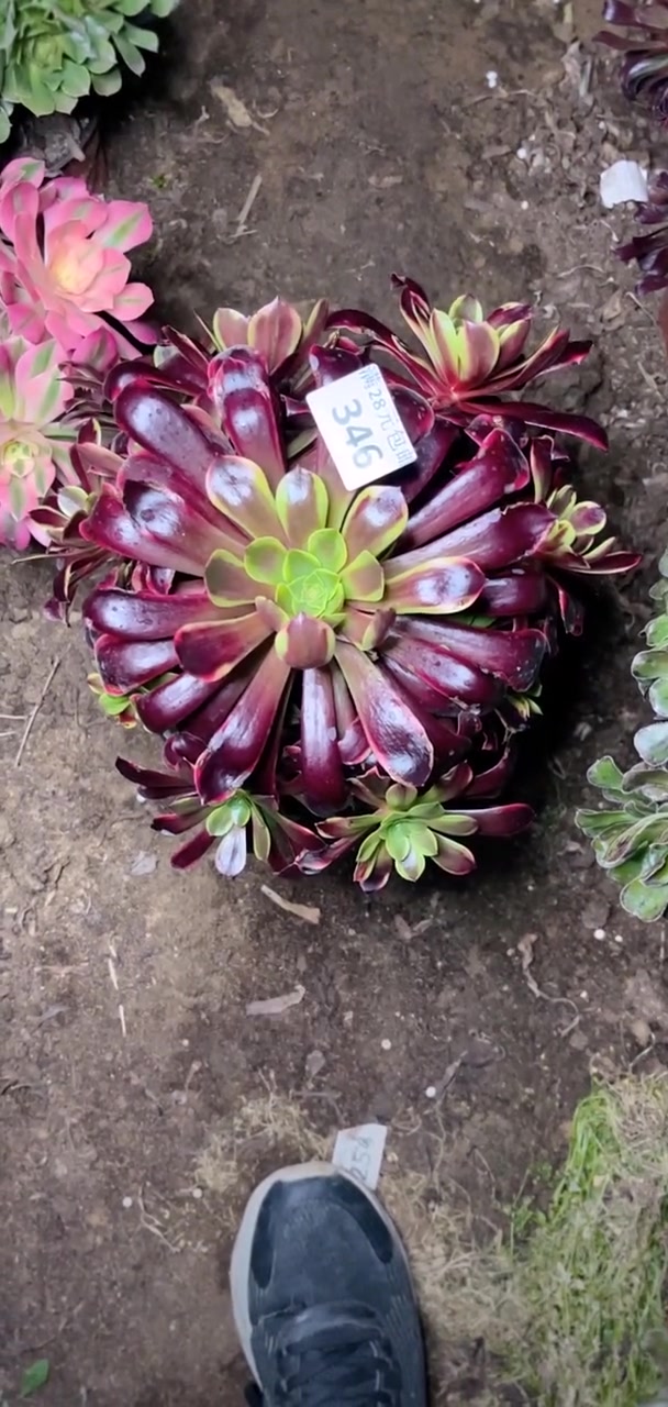 我推荐了 多肉央金多头,12口径盆,满58包邮,快来看看!